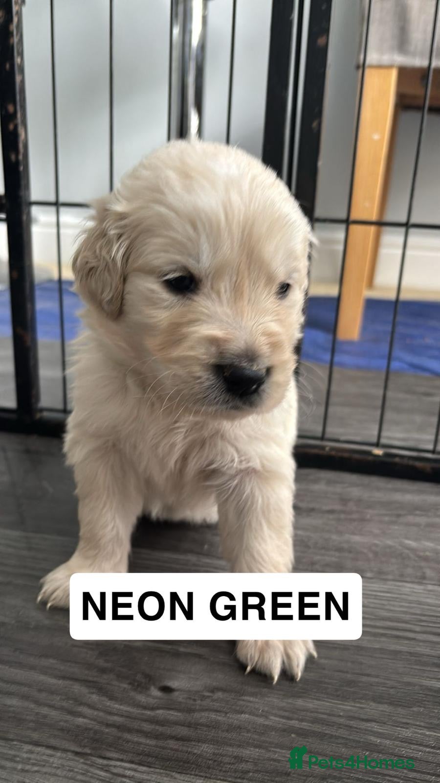 Golden Retriever dogs 🐾 KC Registered Golden Retriever Puppies.  - Advert 2