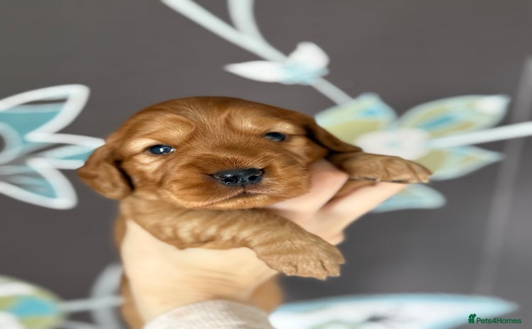 Cocker Spaniel dogs - Advert 3