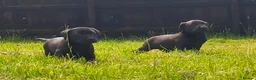 Labrador Retriever dogs for sale: Fully Health Tested Labs - Advert 3