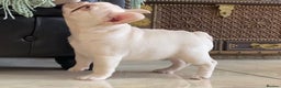 French Bulldog dogs for sale: LAST ONE NEWSHADE PLATINUM MALE - Advert 2