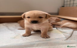 Labrador Retriever dogs for sale: Extensively health tested Labrador puppies - Image 3