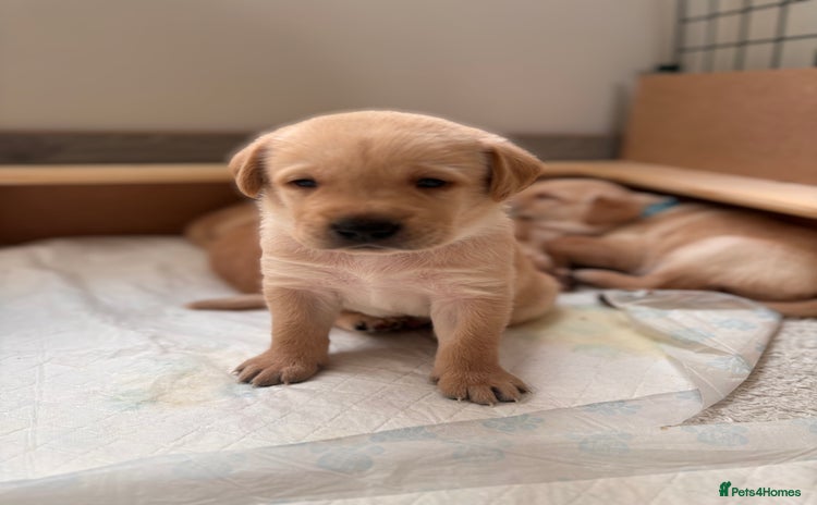 Labrador Retriever dogs - Advert 2