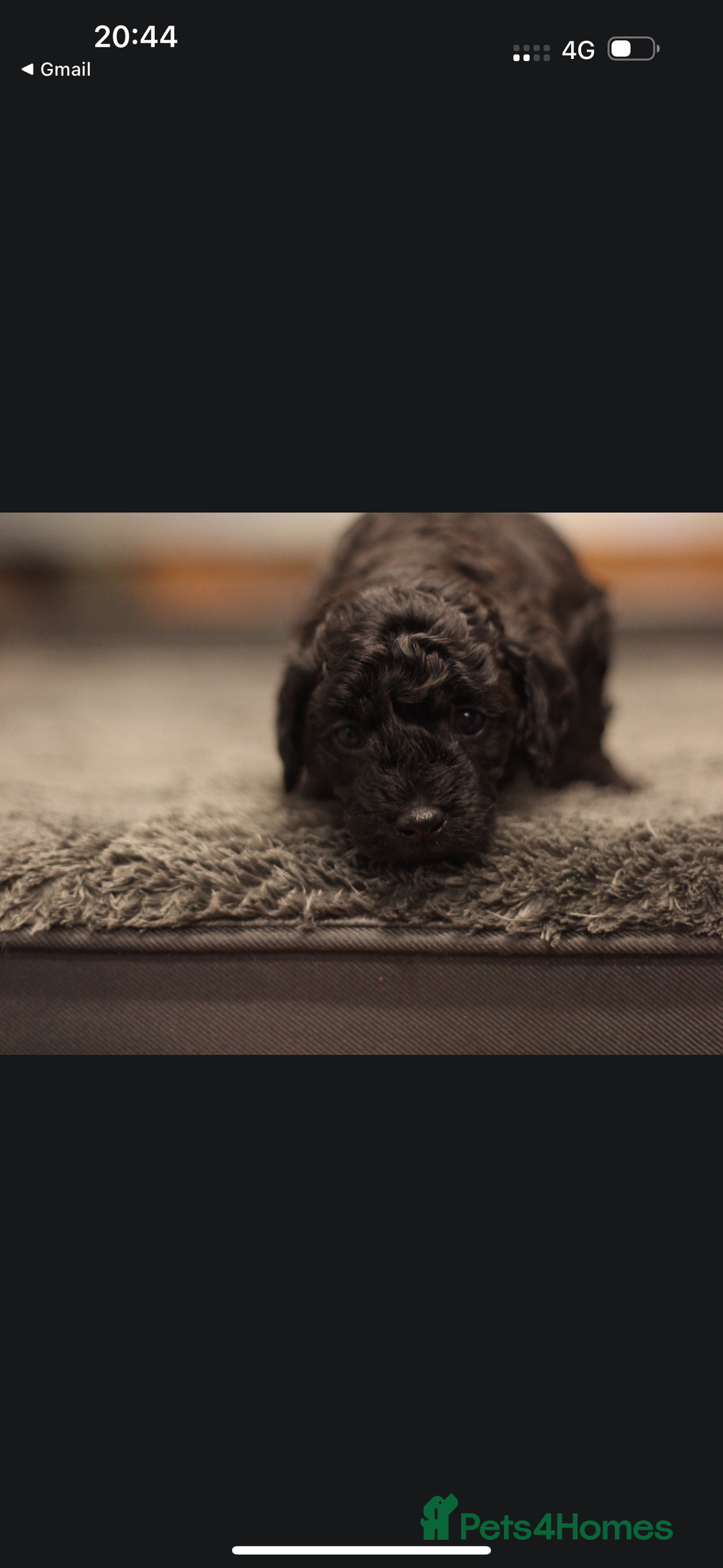 Poochon dogs for sale: Beautiful Poochon Pups Home Bred second litter - Advert 20