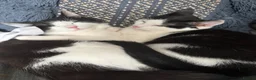 Mixed Breed cats for sale: Gorgeous twins needing a forever home  - Advert 1