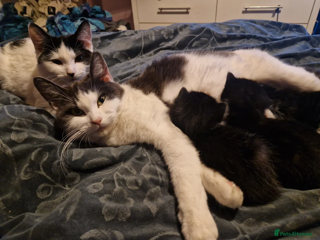 British Shorthair cats for sale: Super friendly kittens. Used to dogs and children  in Leighton Buzzard - Advert 2