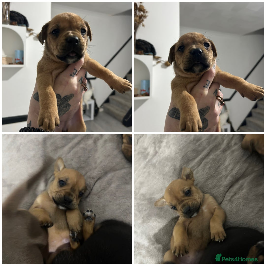 Mixed Breed dogs for sale: A beautiful litter of Rottweiler/staff/mastiffs - Advert 4