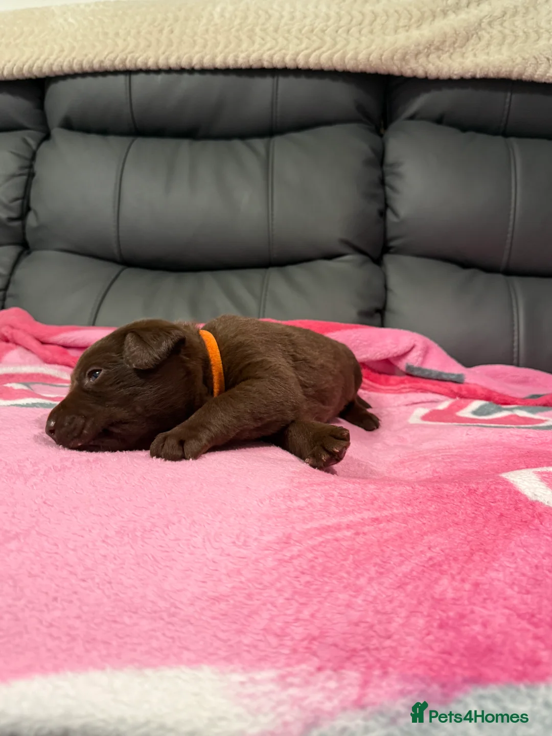 Labrador Retriever dogs for sale: STUNNING CHOCOLATE LABRADOR PUPPIES!!!! - Advert 18