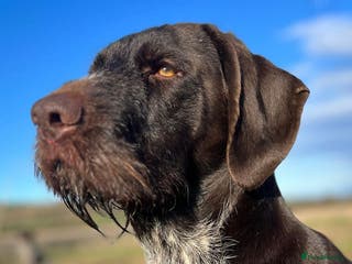 German Wirehaired Pointer dogs KC reg Experienced proven. Exceptional Hip scores in Whitby - Advert 2