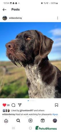German Wirehaired Pointer dogs Standing At Stud KC Reg Morris in Whitby - Advert 3