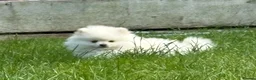 Pomeranian dogs for sale: White male baby Pomeranians  - Advert 9