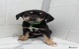 Mixed Breed dogs for sale: 2 months old - Alaskan malamute x Springardor - Image 4