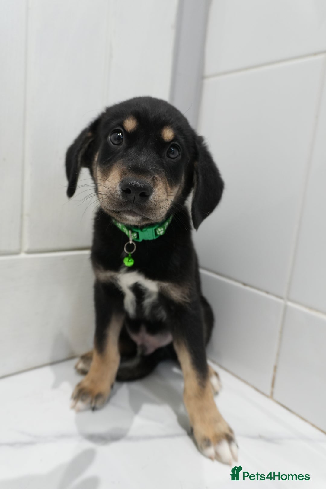 Mixed Breed dogs for sale: 2 months old - Alaskan malamute x Springardor - Image 4