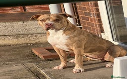 American Bully dogs for sale: Beautiful American bully  - Advert 1