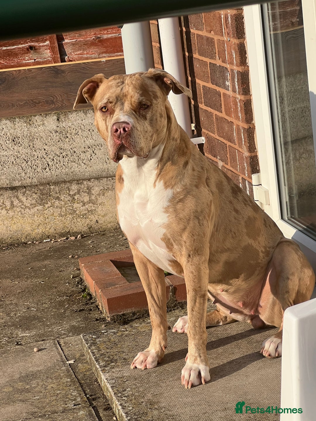 American Bully dogs for sale: Beautiful American bully  - Advert 1