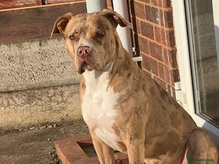 American Bully dogs Beautiful American bully - Advert 16