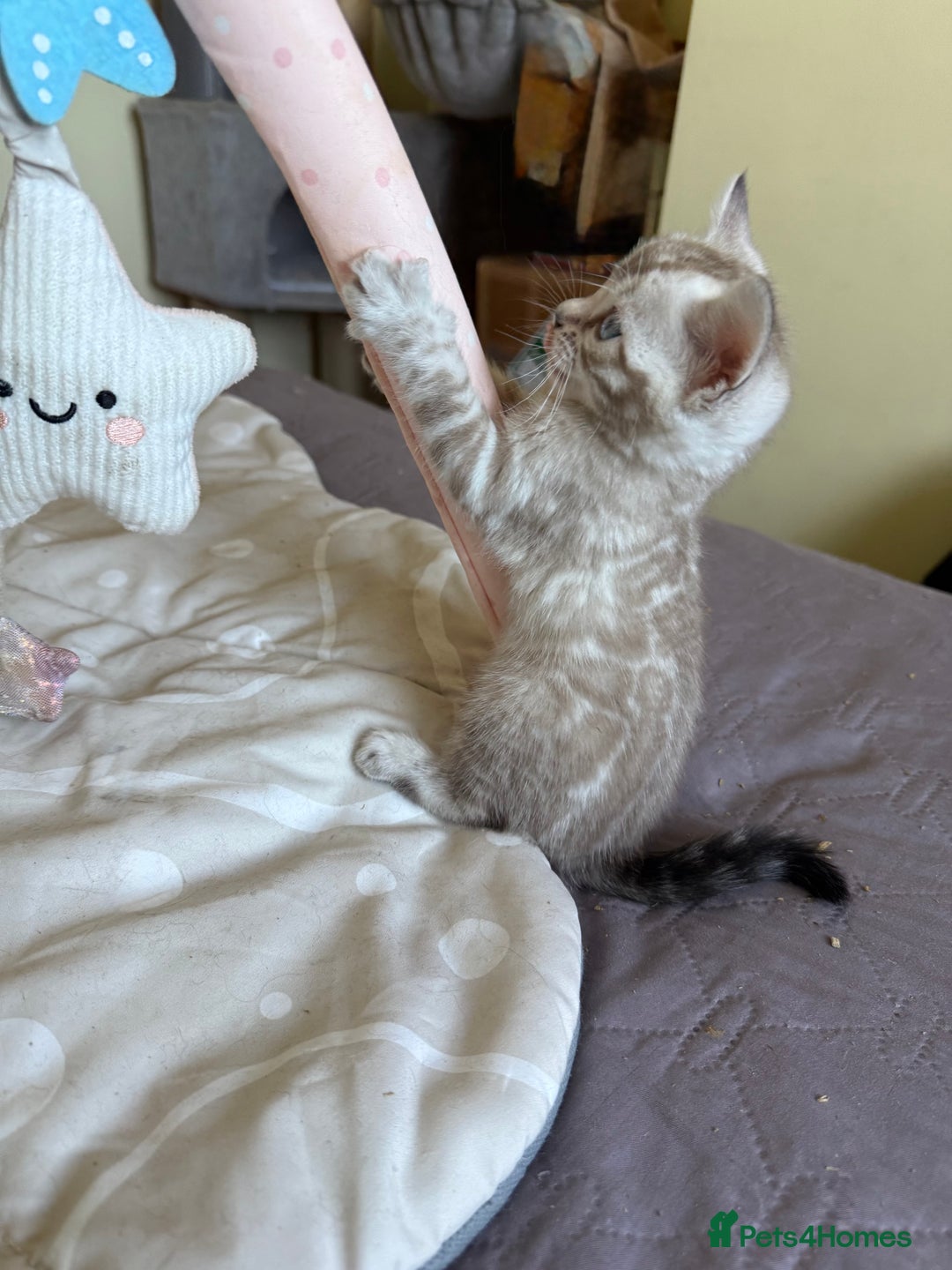 Bengal cats for sale: Stunning 🐾 Pedigree Bengal Kittens 🐆 TICA Reg - Advert 7