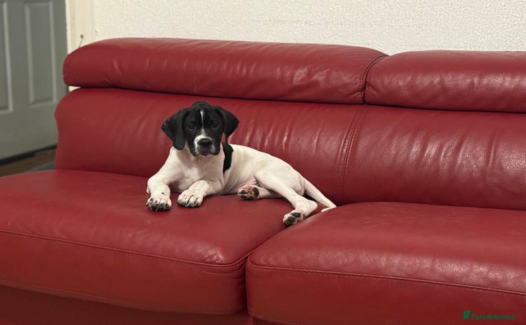 Pointer dogs - Advert 1