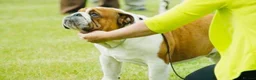 English Bulldog dogs for sale: English Bulldog Pups Standard Traditional Colour - Advert 10