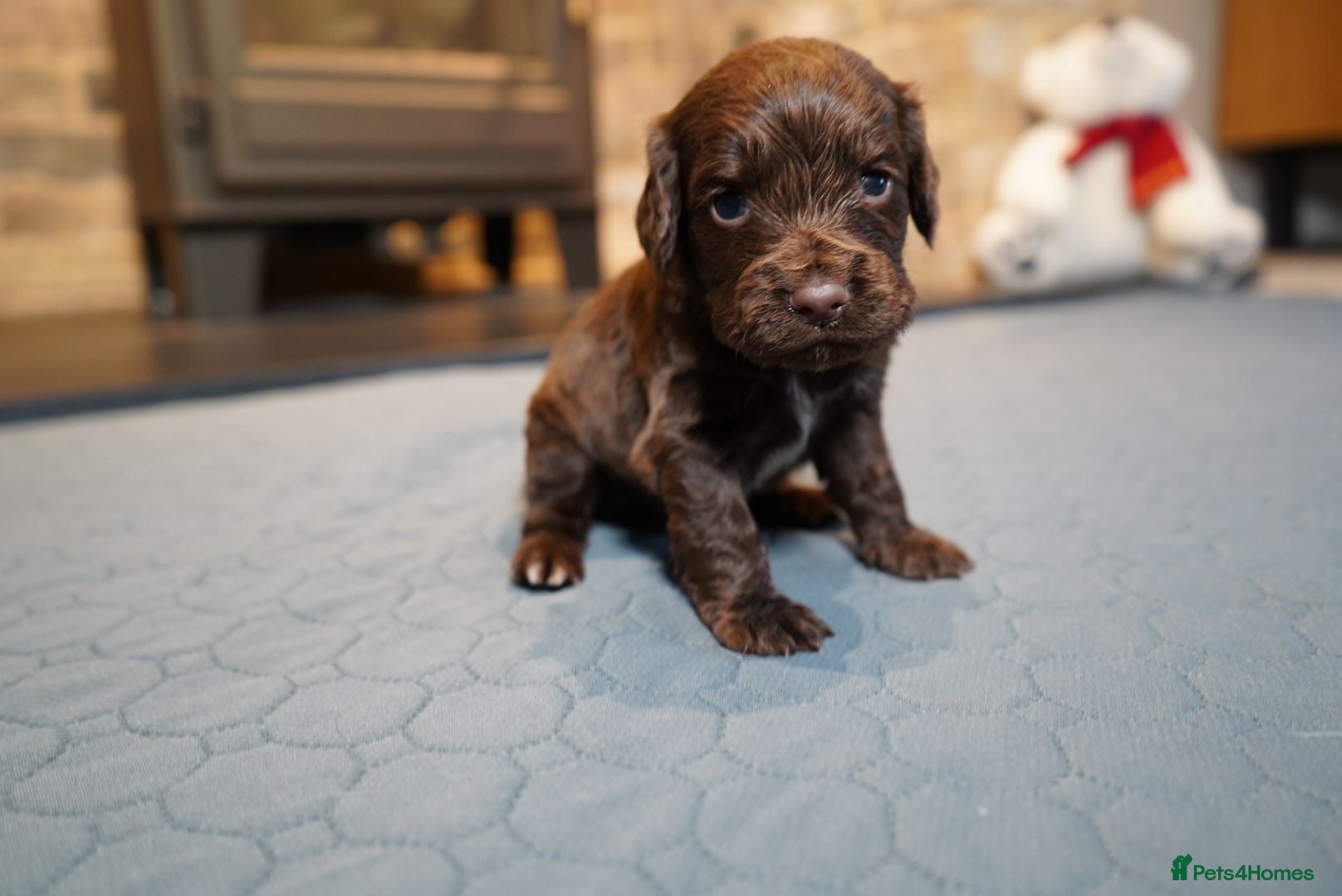 Cocker Spaniel dogs Chocolate, Blue Roan & Black Cocker Spaniel Babies - Advert 4