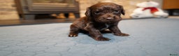 Cocker Spaniel dogs for sale: Chocolate, Blue Roan & Black Cocker Spaniel Babies - Advert 1