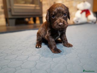 Cocker Spaniel dogs Chocolate, Blue Roan & Black Cocker Spaniel Babies - Advert 6