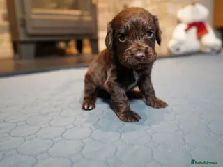 Cocker Spaniel dogs Chocolate, Blue Roan & Black Cocker Spaniel Babies - Advert 4