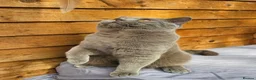 British Shorthair cats for sale: Gccf Lilac Male 12 mths old - Advert 4