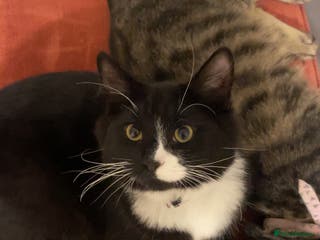 Mixed Breed cats mixed breed cat with all equipments - Advert 17