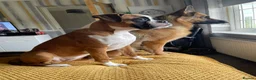 Boxer dogs for sale: 9 Month Female Boxer Puppy in Rochdale - Advert 4