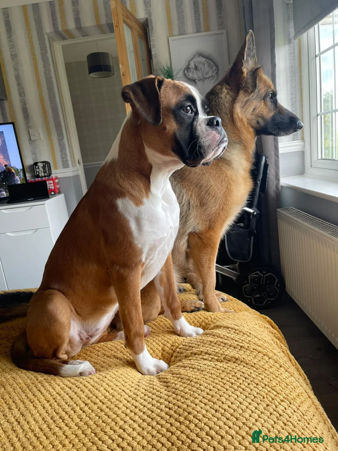 Boxer dogs for sale: 9 Month Female Boxer Puppy in Rochdale - Advert 4