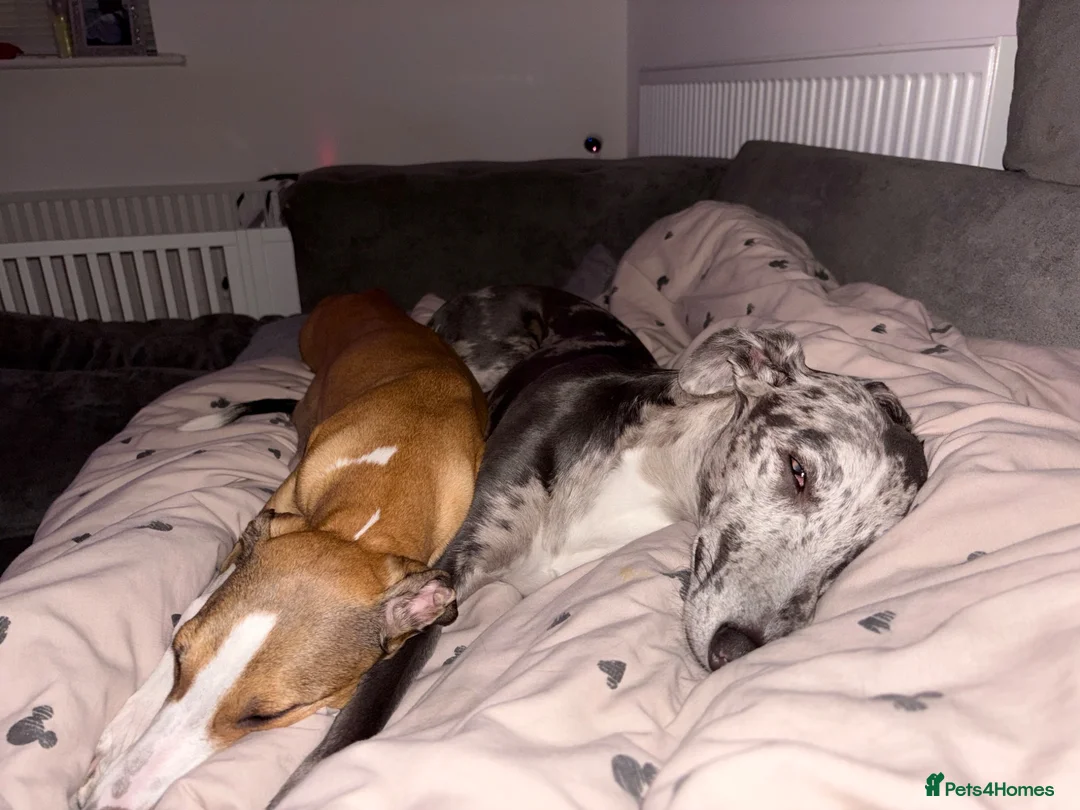 Mixed Breed dogs for sale: Collie whippet greyhound  - Advert 1
