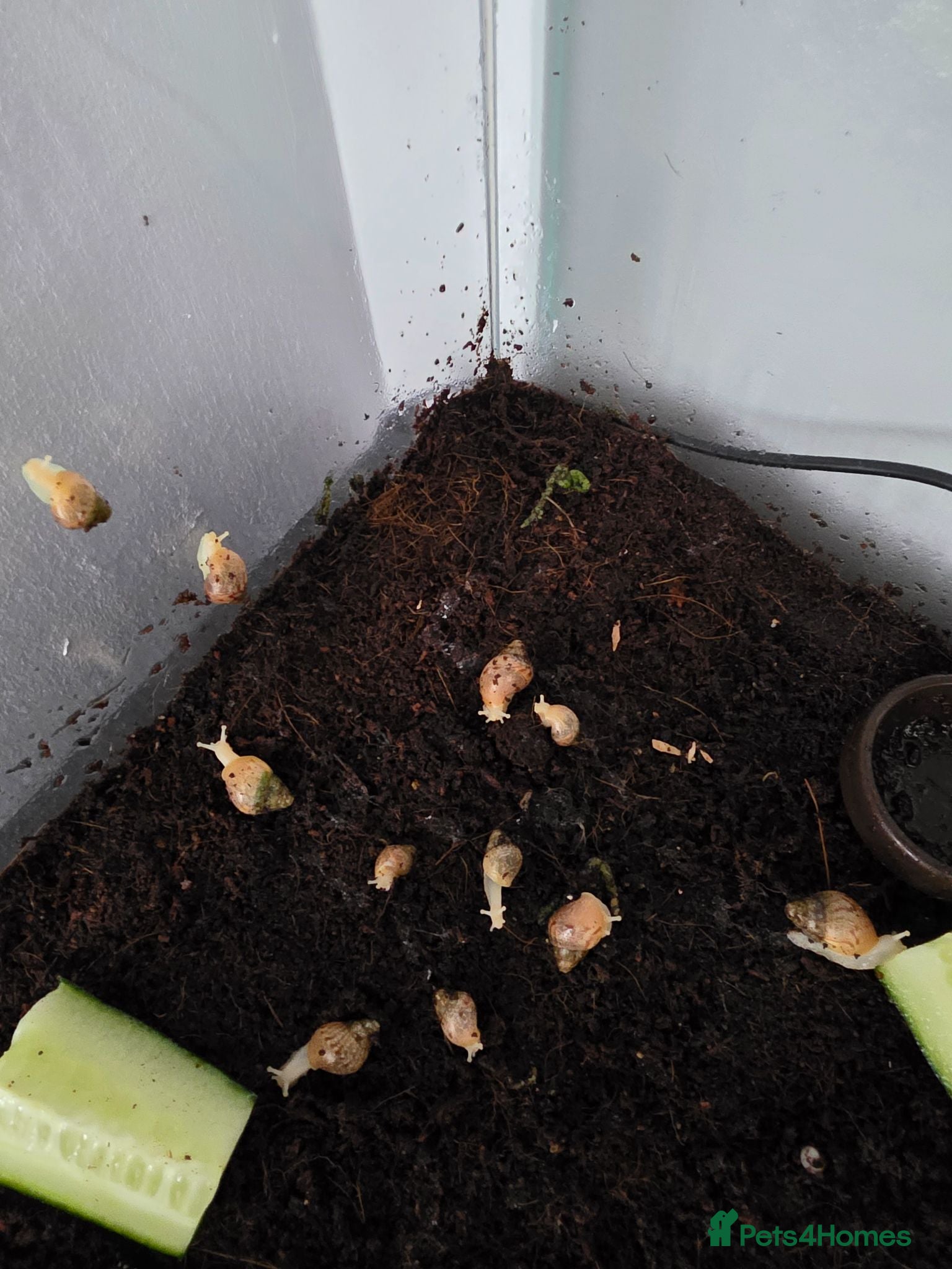 Snails invertebrates Baby african land snails  - Advert 15
