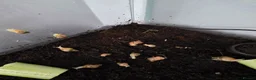 Snails invertebrates for sale: Baby african land snails  in Ferryhill - Advert 1