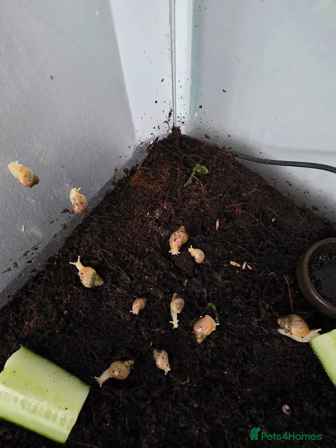 Snails invertebrates for sale: Baby african land snails  in Ferryhill - Advert 1