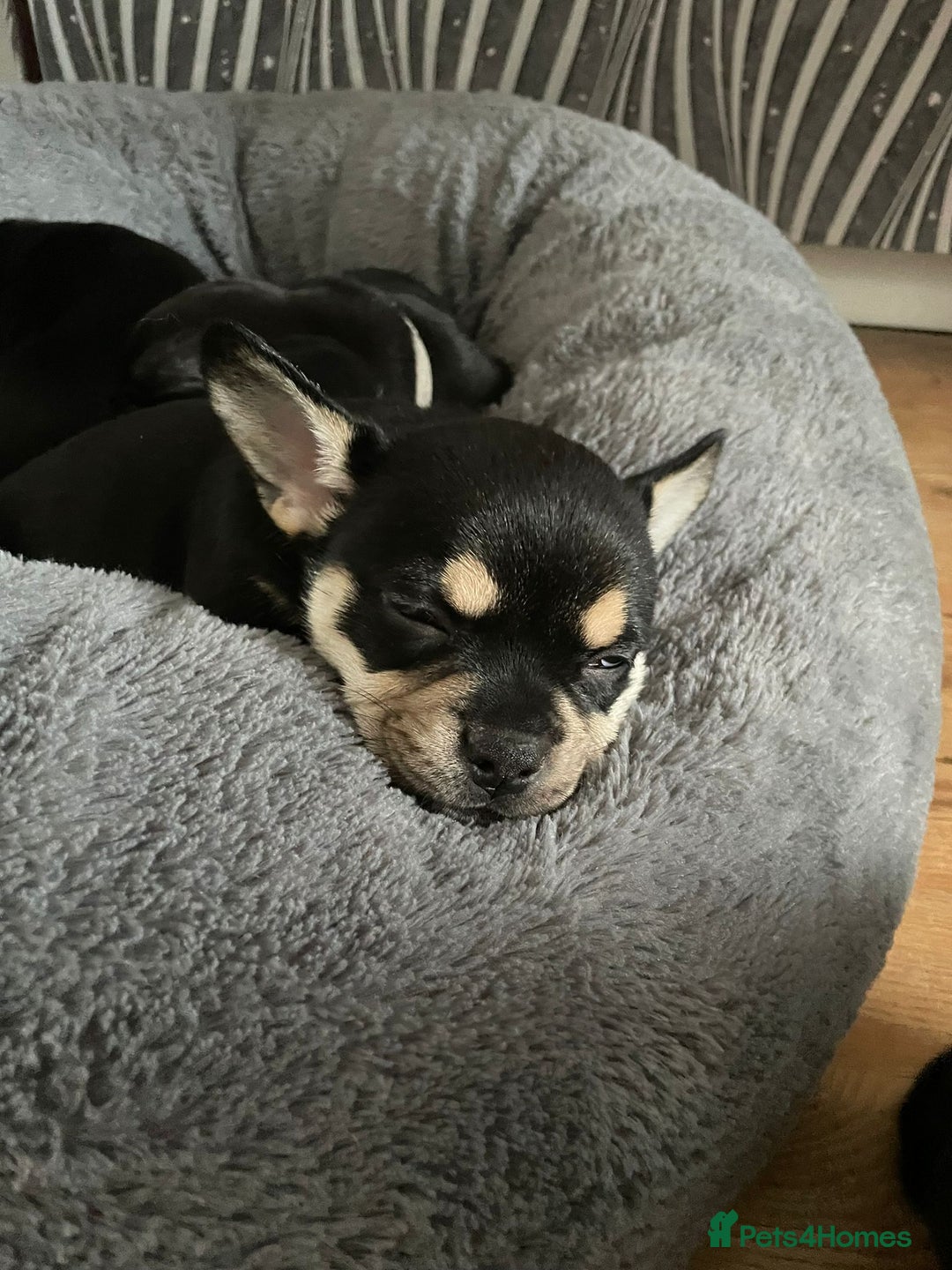 Mixed Breed dogs for sale: Beautiful puppies - Advert 31