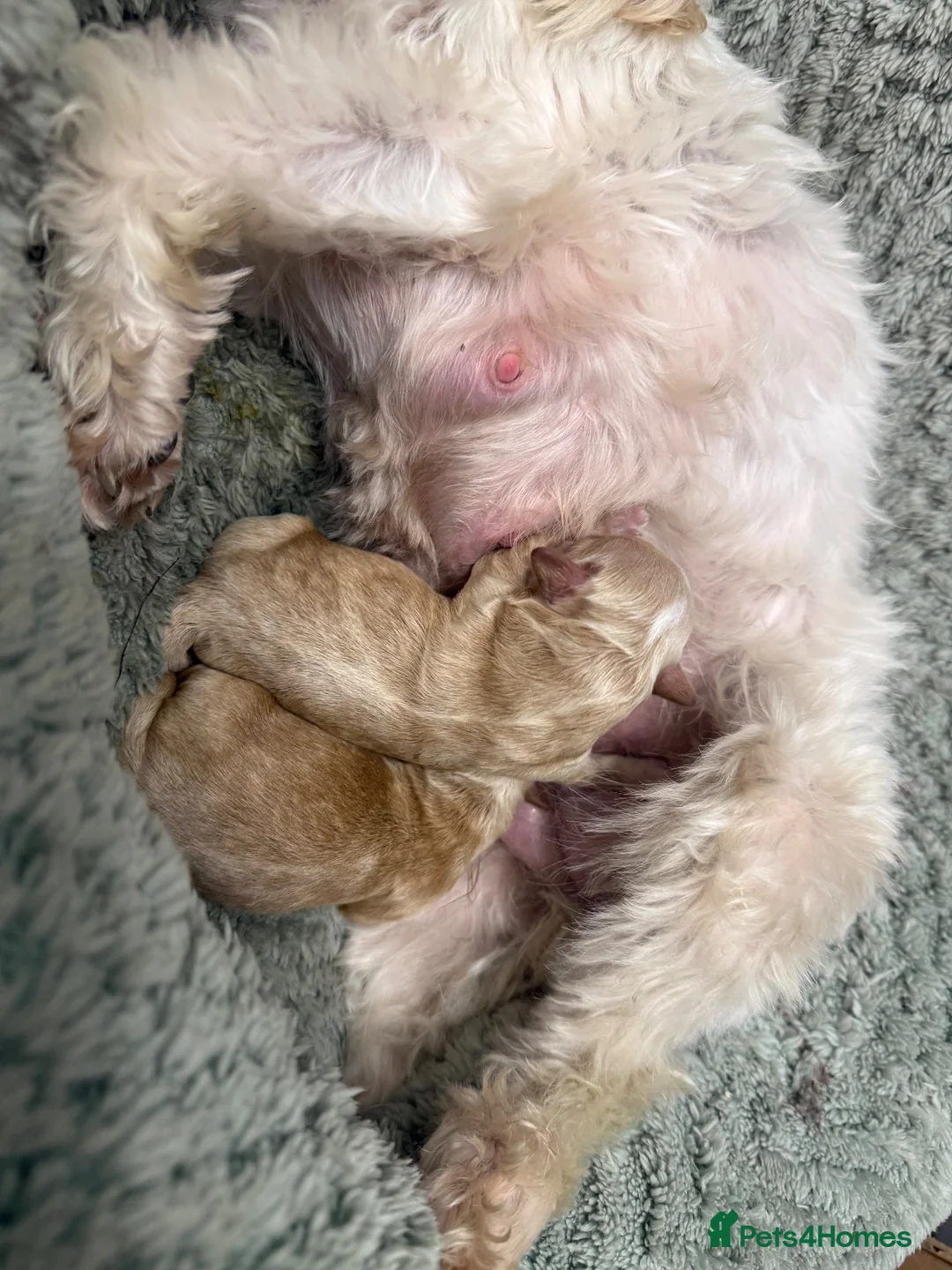 Maltipoo dogs for sale: Top class miniature maltipoo puppies in Clitheroe - Advert 12