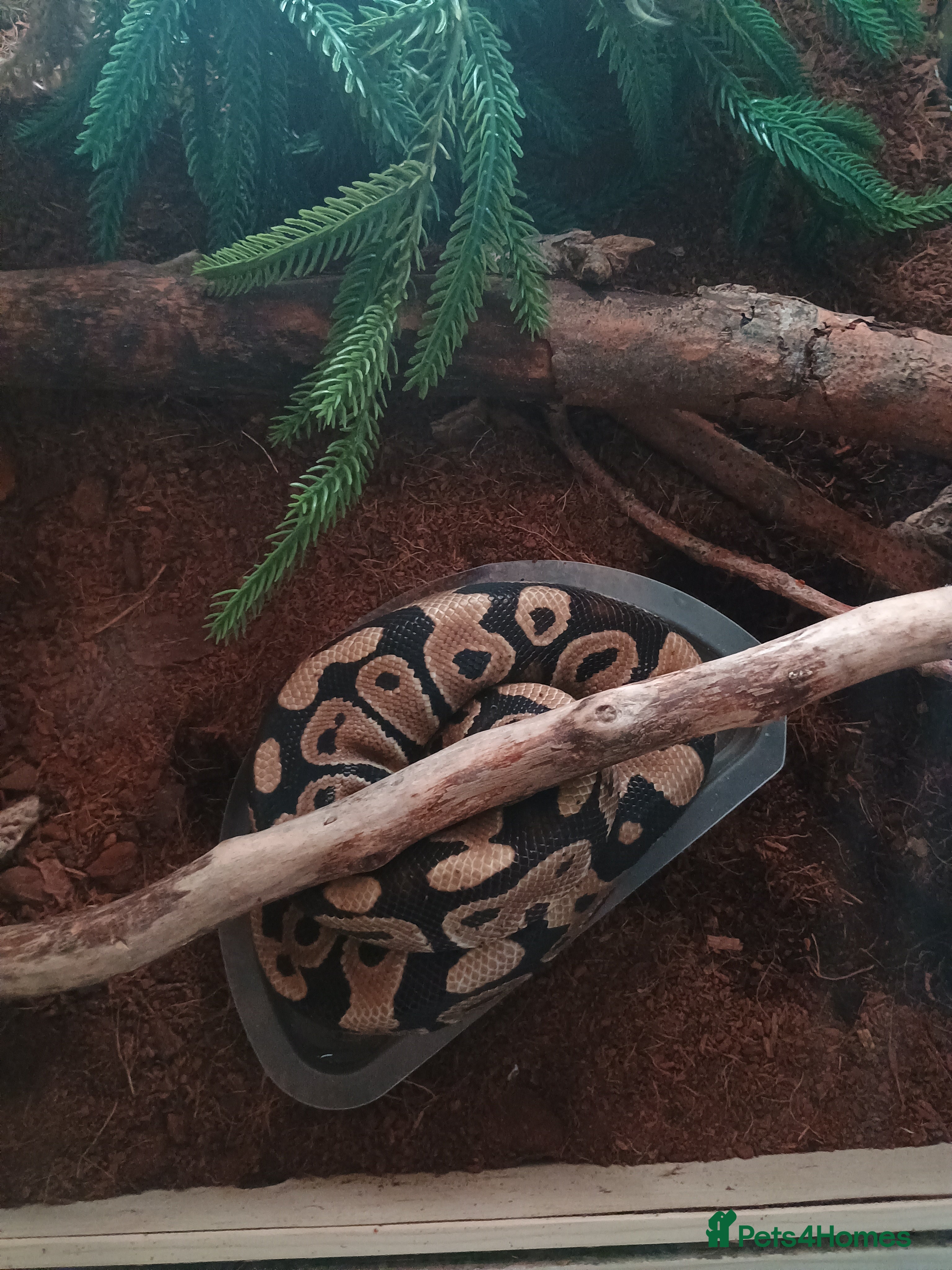 Python Snake reptiles Royal ball python  - Advert 2