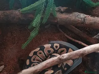 Python Snake reptiles Royal ball python - Advert 2