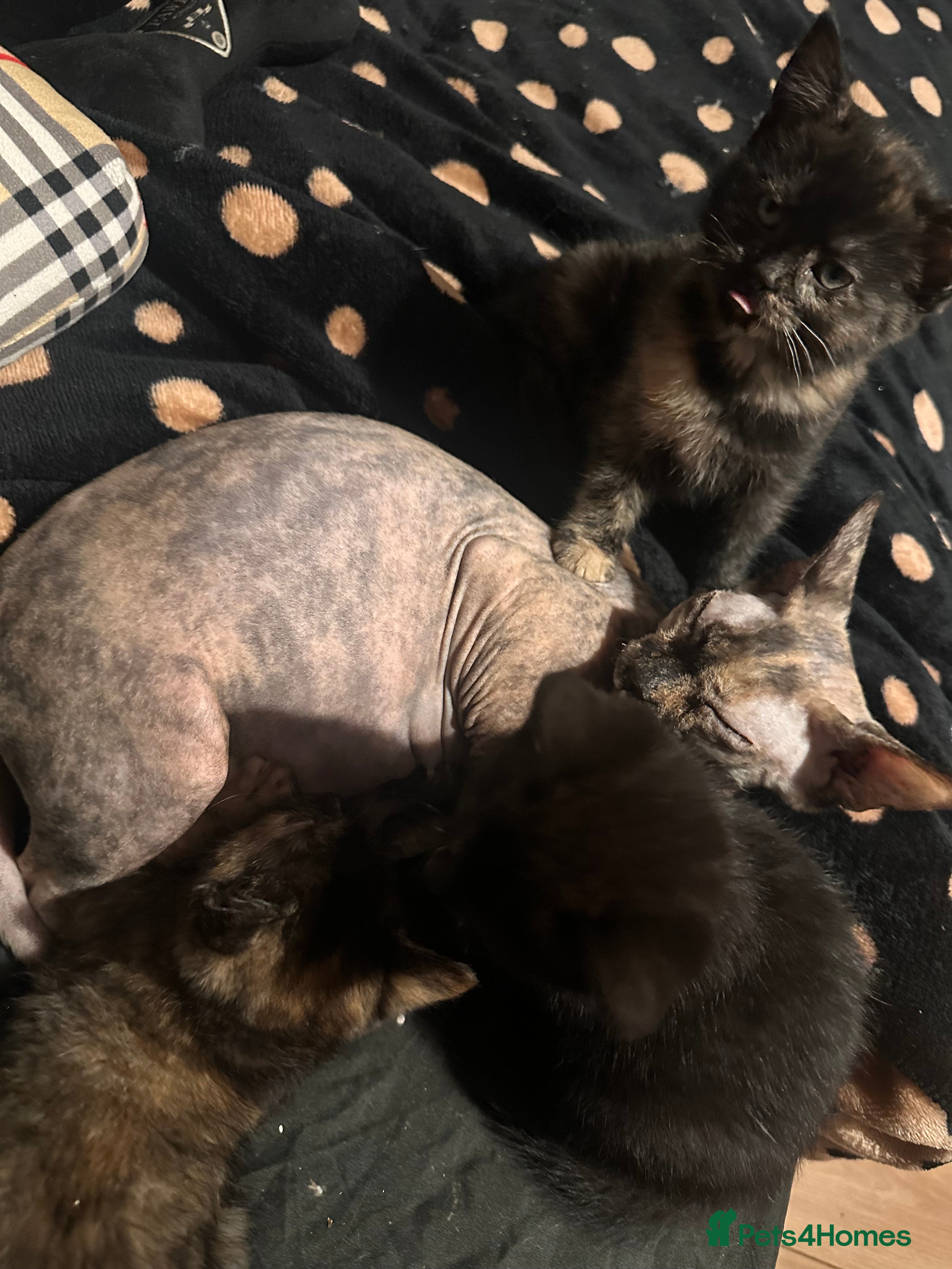 Sphynx cats tortoiseshell sphynx x Russian kittens - Advert 7
