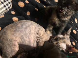 Sphynx cats tortoiseshell sphynx x Russian kittens - Advert 3