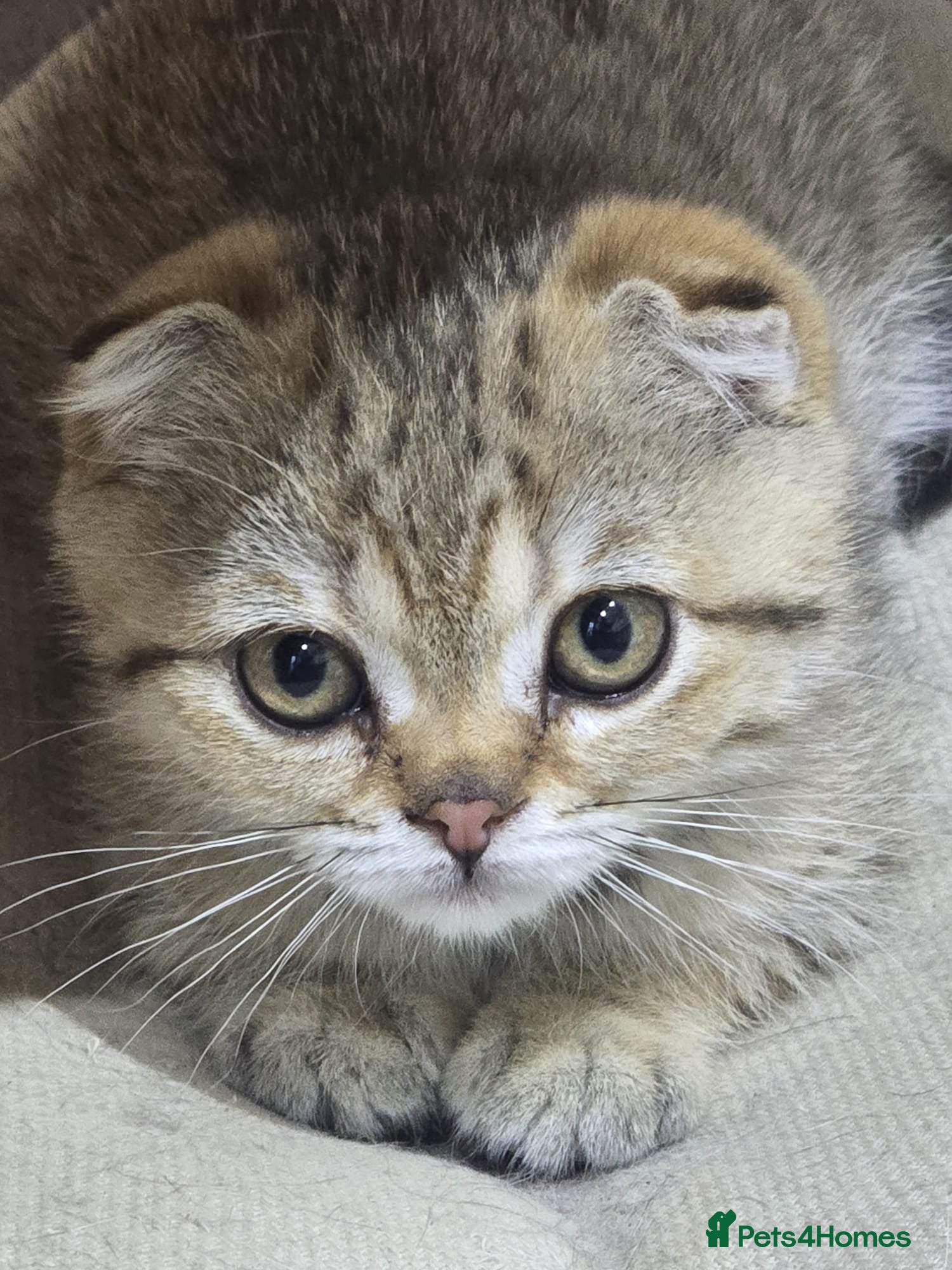 Scottish Fold cats for sale: READY SCOTTISH FOLD KITTENS (URGENT) - Advert 23