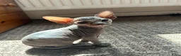 Sphynx cats for sale: 5 Canadian Sphynx kittens for sale - Advert 5