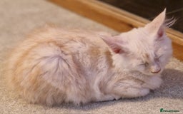 Maine Coon cats for sale: TICA REGISTERED Maine Coon Kittens - Image 2