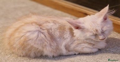 Maine Coon cats - Advert 14