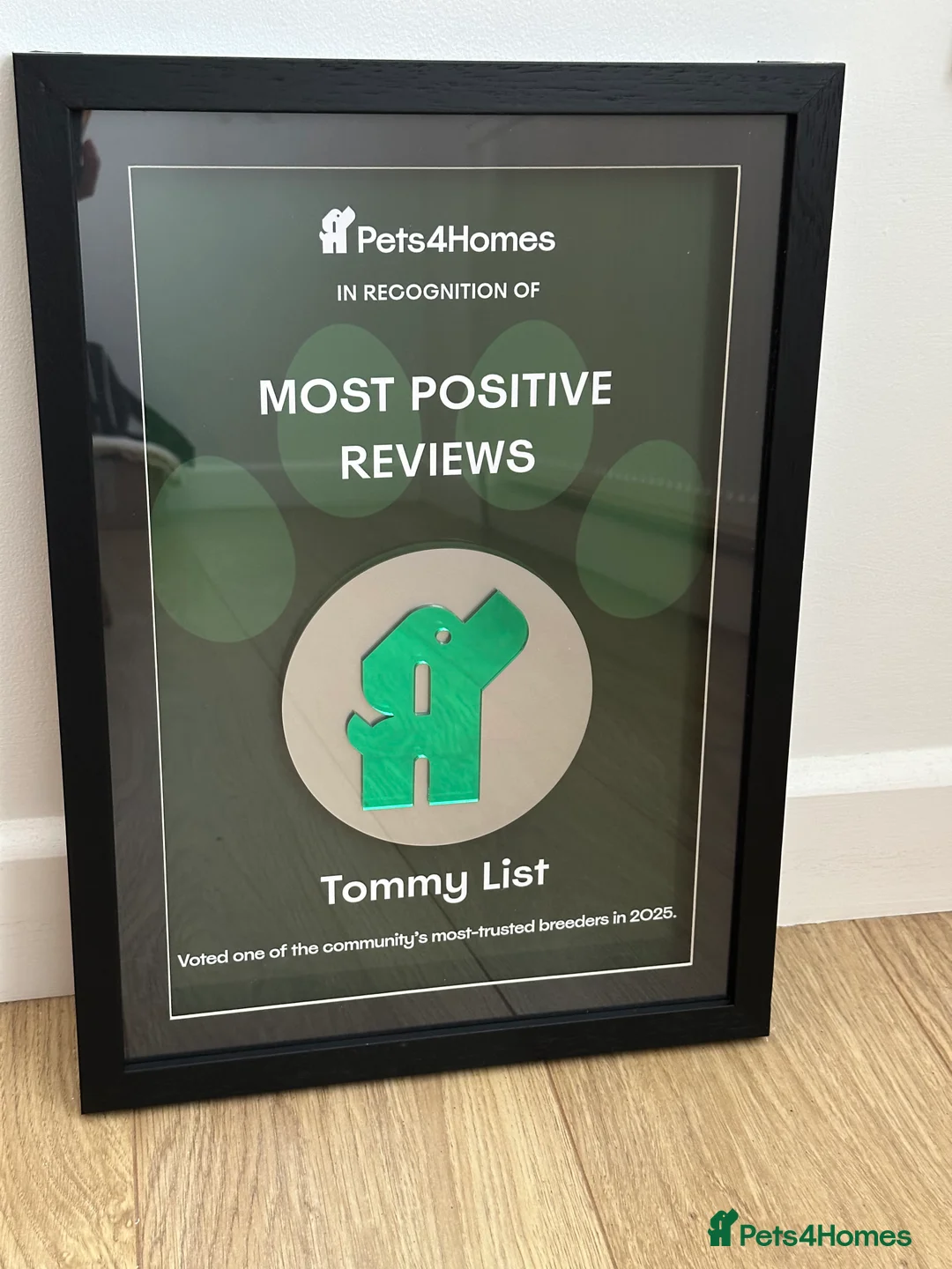 Labradoodle dogs for sale: ⭐️Fully Health Tested F1 Miniature Labradoodles⭐️  - Advert 7