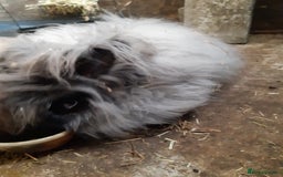 Angora rabbits for sale: Angora bunnies, mother and daughter - Image 4