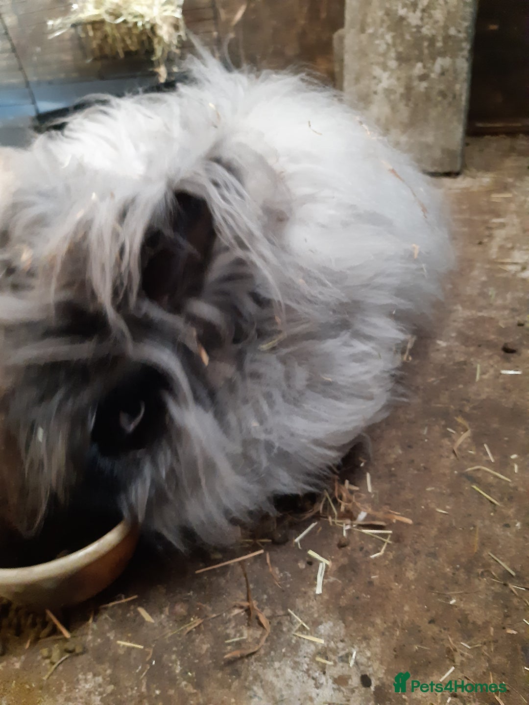 Angora rabbits for sale: Angora bunnies, mother and daughter - Image 4