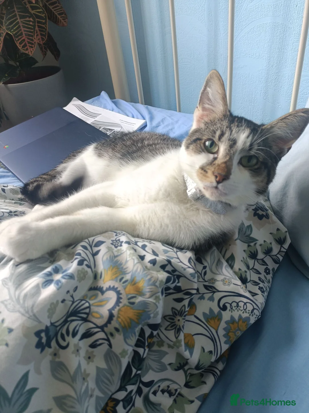 Mixed Breed cats for sale: Meet Socks  - Advert 2