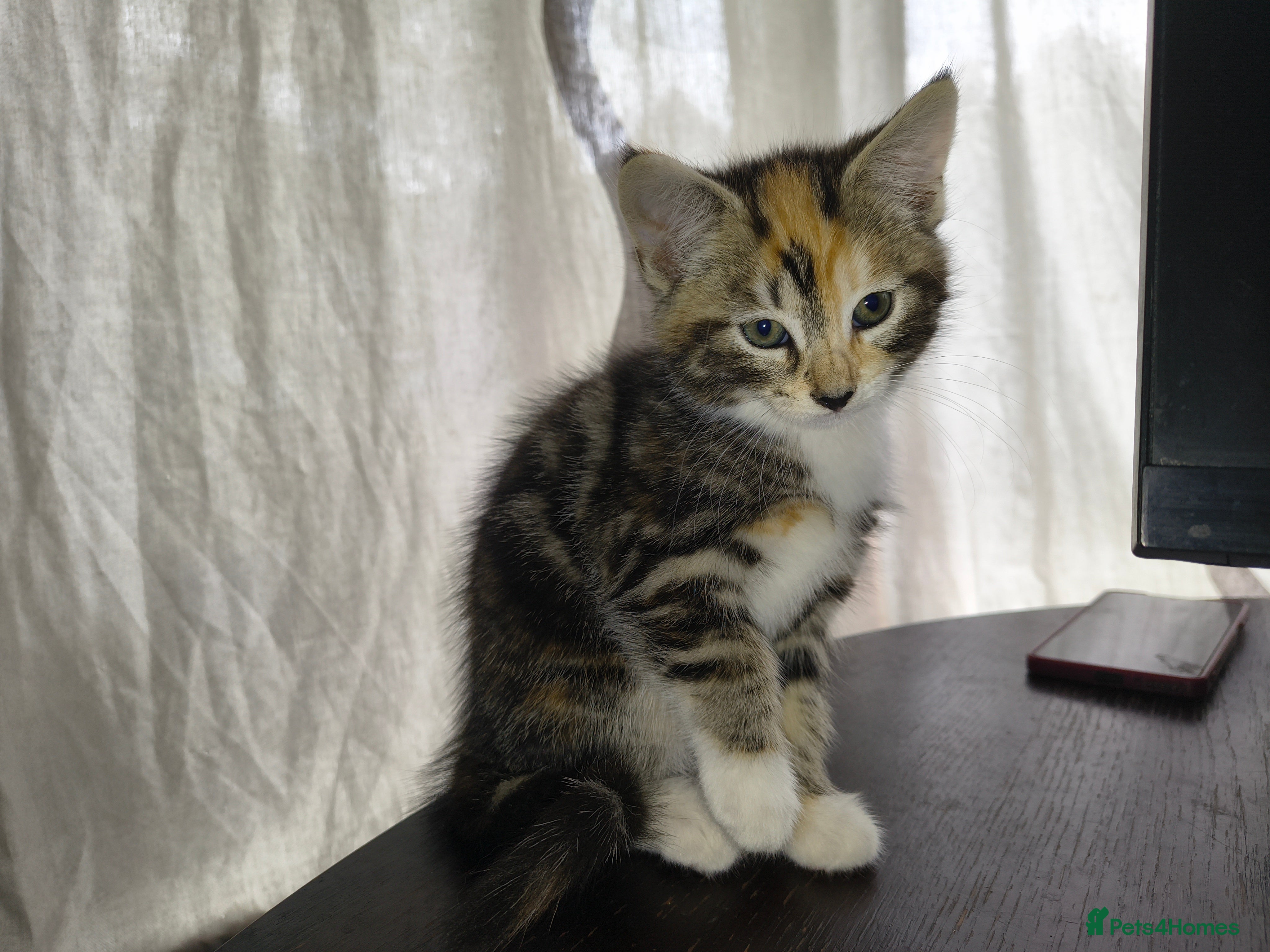 Mixed Breed cats 5 Beautiful Kittens * TABBY * GINGER *  - Advert 2