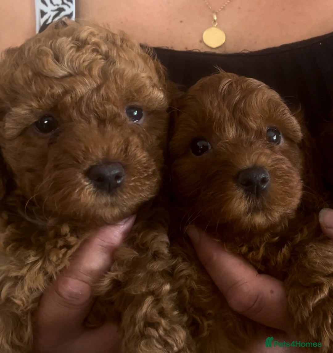 Cavapoo dogs for sale: Cavapoo puppies for sale  - Image 6